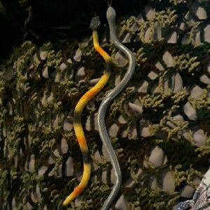 Toy Snakes